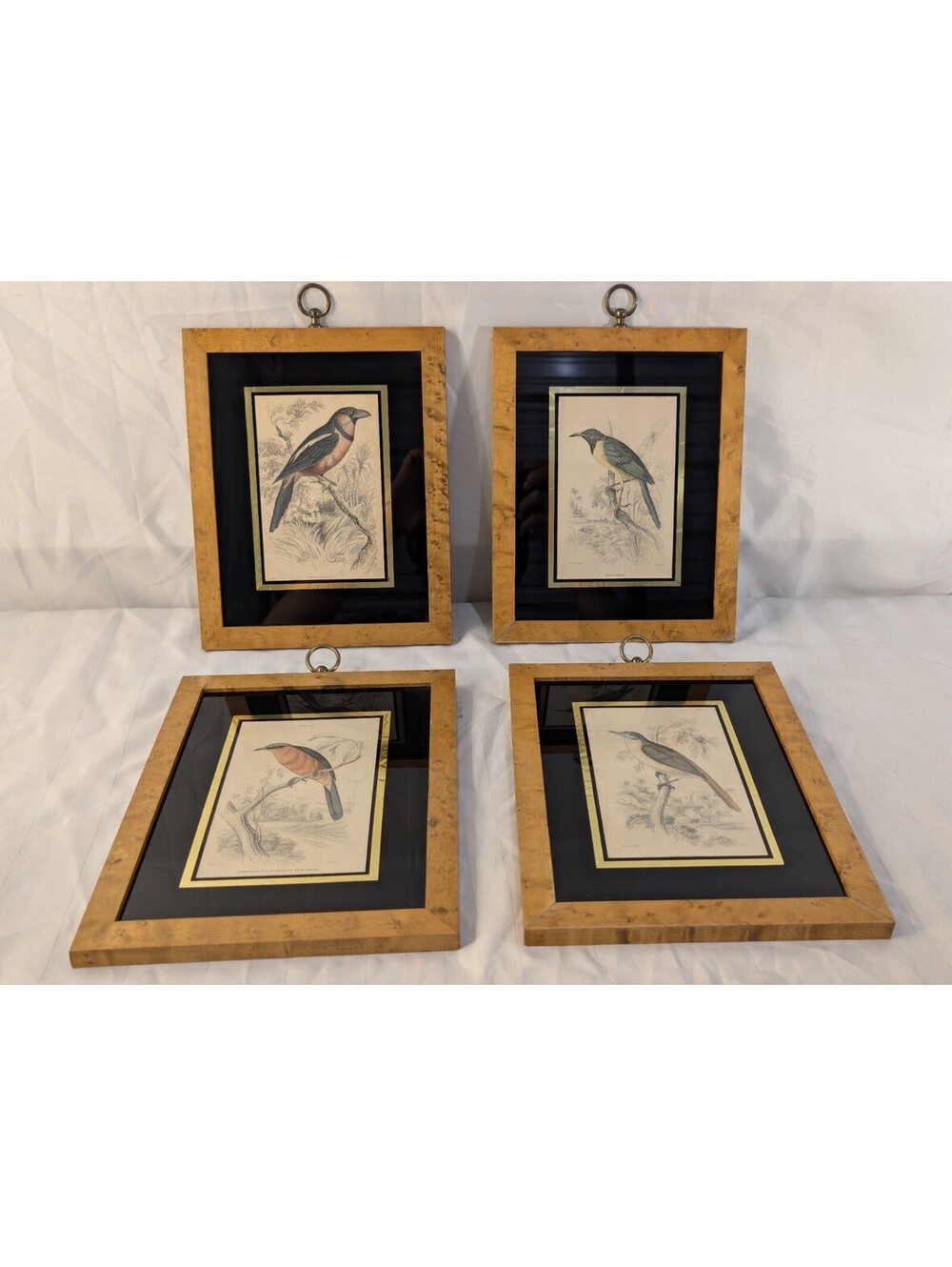 Set of 4 Antique 1837 William Swainson Hand Colored Bird Engravings in Mid-Cent.
